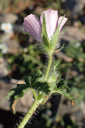 Malva cretica \ Kretische Malve / Mediterranean Mallow, Rhodos Lindos 20.3.2023