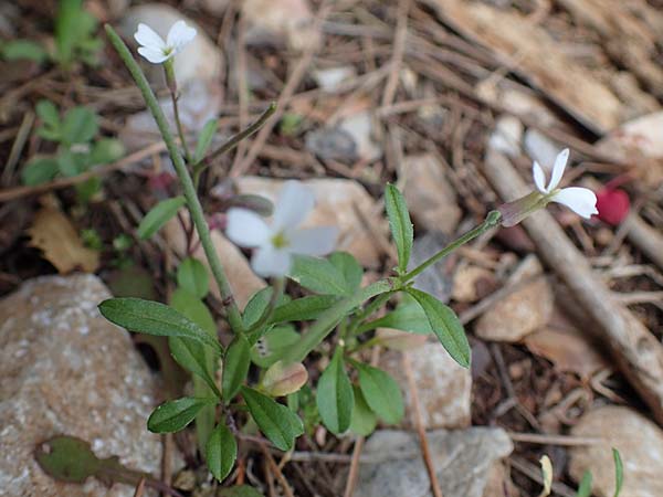 Malcolmia chia \ Chios-Meerviole / Chian Stock, Aegaean Stock, Rhodos Akramitis 21.3.2023