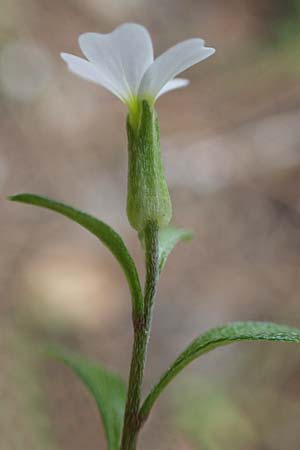 Malcolmia chia \ Chios-Meerviole / Chian Stock, Aegaean Stock, Rhodos Akramitis 21.3.2023