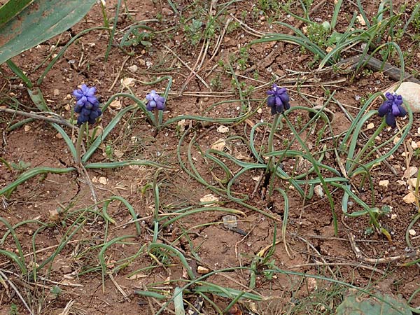 Muscari neglectum \ bersehene Traubenhyazinthe, Weinbergs-Trubel / Grape Hyacinth, Rhodos Akramitis 21.3.2023