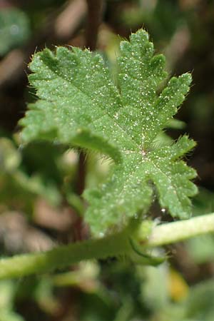 Malva cretica \ Kretische Malve / Mediterranean Mallow, Rhodos Agathi Beach 26.3.2023