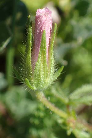 Malva cretica \ Kretische Malve / Mediterranean Mallow, Rhodos Agathi Beach 26.3.2023