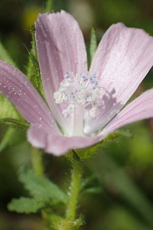 Malva cretica \ Kretische Malve / Mediterranean Mallow, Rhodos Agathi Beach 26.3.2023