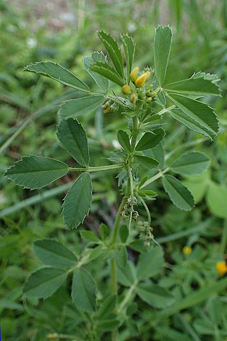 Medicago rugosa \ Rippen-Schneckenklee / Wrinkled Medick, Rugose Medick, Rhodos Archangelos 17.3.2023