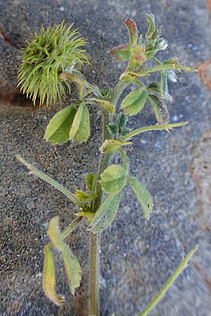 Medicago disciformis \ Diskus-Schneckenklee / Discus Medick, Rhodos Lindos 20.3.2023