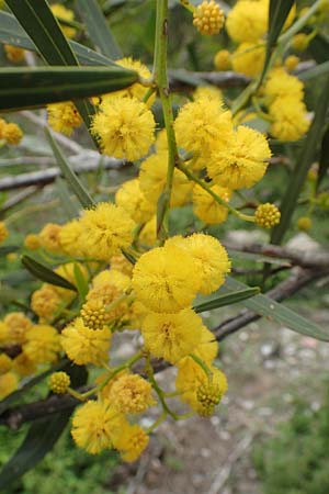 Acacia saligna \ Weidenblttrige Akazie / Golden Wreath Wattle, Port Jackson Willow, Rhodos Profilia 5.4.2019