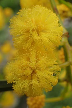 Acacia saligna / Golden Wreath Wattle, Port Jackson Willow, Rhodos Profilia 5.4.2019