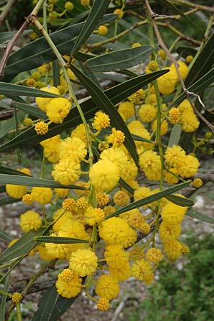 Acacia saligna \ Weidenblttrige Akazie / Golden Wreath Wattle, Port Jackson Willow, Rhodos Profilia 5.4.2019