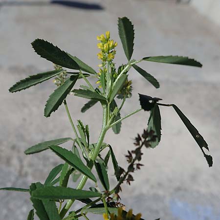 Melilotus spicatus \ Neapolitaner Honigklee / European Sweet Clover, Neapolitan Melilot, Rhodos City 28.3.2023