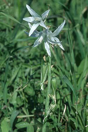 Ornithogalum nutans \ Nickender Milchstern, Rhodos Lahania 25.3.2005