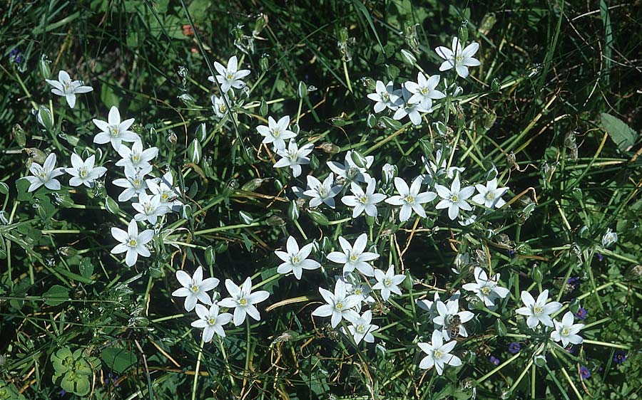 Ornithogalum umbellatum agg. \ Dolden-Milchstern / White Star of Bethlehem, Rhodos Kattavia 25.3.2005