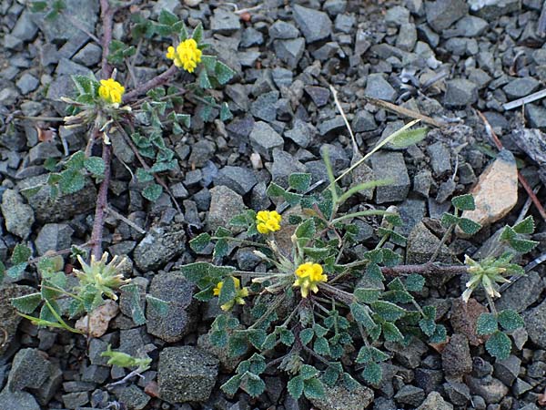 Medicago monspeliaca \ Montpellier-Bockshornklee, Franzsischer Schneckenklee / Hairy Trigonella, Star-Fruited Fenugreek, Rhodos Moni Artamiti 27.3.2023