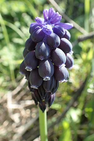 Muscari neglectum \ bersehene Traubenhyazinthe, Weinbergs-Trubel, Rhodos Embona 31.3.2019