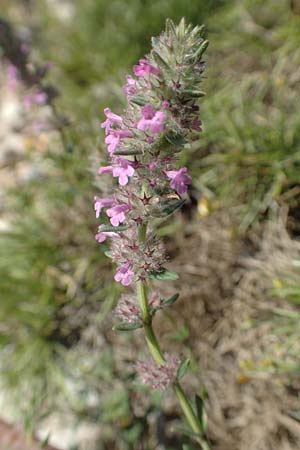 Micromeria nervosa \ Palstina-Steinminze / Veined Savory, Rhodos Monolithos 31.3.2019