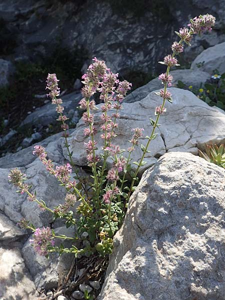 Micromeria nervosa \ Palstina-Steinminze / Veined Savory, Rhodos Monolithos 31.3.2019