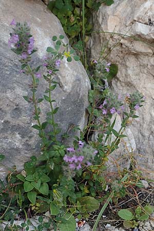 Micromeria nervosa \ Palstina-Steinminze / Veined Savory, Rhodos Monolithos 31.3.2019