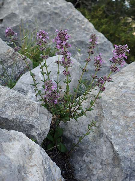 Micromeria nervosa \ Palstina-Steinminze / Veined Savory, Rhodos Monolithos 31.3.2019
