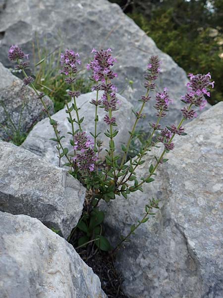 Micromeria nervosa \ Palstina-Steinminze / Veined Savory, Rhodos Monolithos 31.3.2019