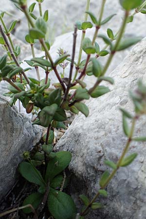 Micromeria nervosa \ Palstina-Steinminze / Veined Savory, Rhodos Monolithos 31.3.2019