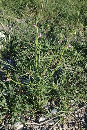 Misopates orontium \ Acker-Lwenmaul, Groer Orant / Weasel's-Snout, Lesser Snapdragon, Rhodos Apolakkia 25.3.2023