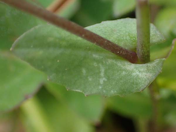 Microthlaspi natolicum subsp. gaillardotii / Gaillardot's Penny-Cress, Rhodos Akramitis 21.3.2023