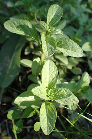 Mentha pulegium \ Polei-Minze / Squaw Mint, Pennyroyal, Rhodos Feraklos Castle 26.3.2023