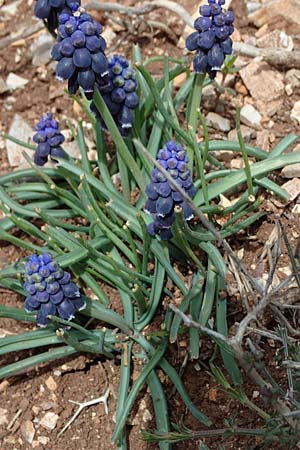 Muscari neglectum \ bersehene Traubenhyazinthe, Weinbergs-Trubel, Rhodos Attaviros 23.3.2023