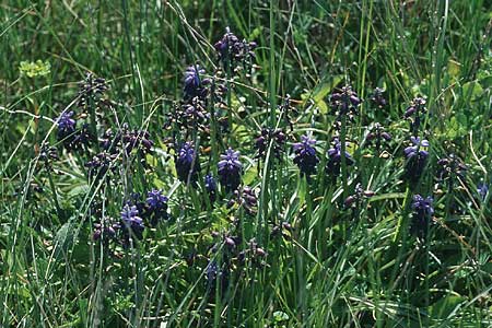 Muscari neglectum \ bersehene Traubenhyazinthe, Weinbergs-Trubel, Rhodos Kattavia 25.3.2005