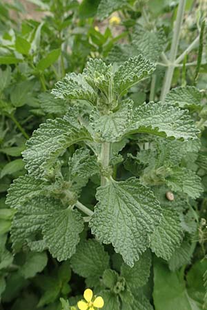 Marrubium vulgare \ Weier Andorn / White Horehound, Rhodos Istrios 5.4.2019