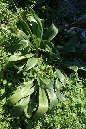 Drimia aphylla / Leafless Sea Squill, Rhodos Profitis Ilias 2.4.2019