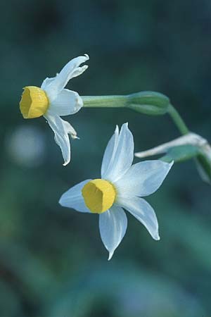 Narcissus tazetta \ Tazette, Rhodos Apollona 24.3.2005