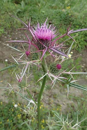 Notobasis syriaca \ Syrische Kratzdistel, Rhodos Philerimos 29.3.2019