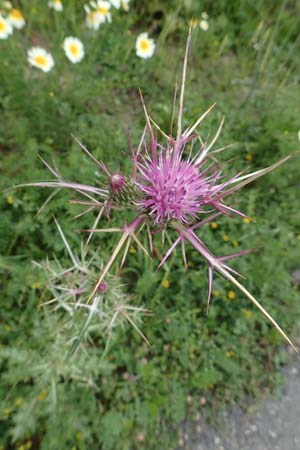 Notobasis syriaca \ Syrische Kratzdistel, Rhodos Philerimos 29.3.2019