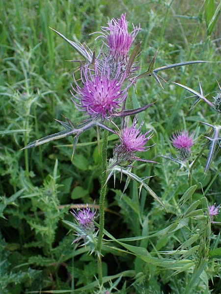 Notobasis syriaca \ Syrische Kratzdistel / Syrian Thistle, Rhodos Koskinou 22.3.2023