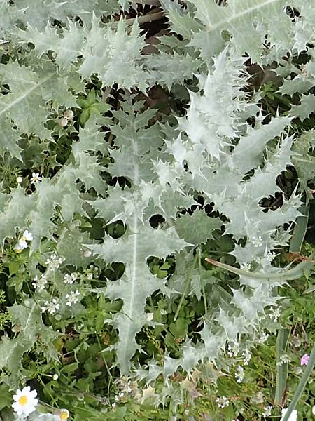 Onopordum bracteatum subsp. bracteatum \ Verzweigte Esels-Distel, Rhodos Tsambika 30.3.2019