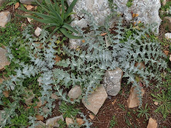 Onopordum bracteatum subsp. bracteatum \ Verzweigte Esels-Distel, Rhodos Akramitis 21.3.2023