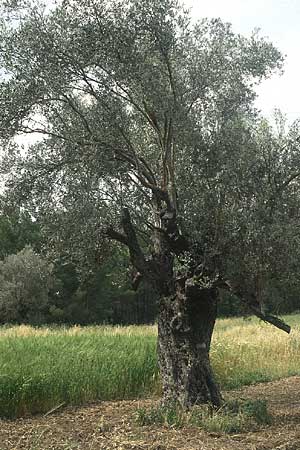 Olea europaea var. europaea \ lbaum / Olive, Rhodos Salakos 29.4.1987