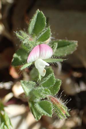 Ononis reclinata \ Nickende Hauhechel, Rhodos Prasonisi 26.3.2019