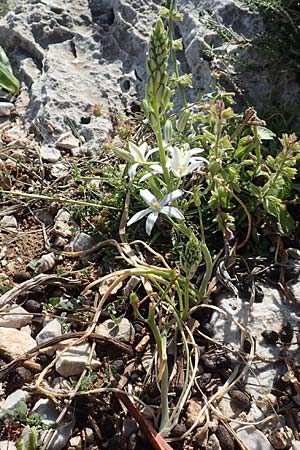 Ornithogalum narbonense \ Berg-Milchstern / Pyramidal Star of Bethlehem, Rhodos Tsambika 30.3.2019