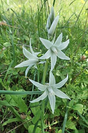 Ornithogalum nutans \ Nickender Milchstern / Drooping Star of Bethlehem, Rhodos Embona 31.3.2019