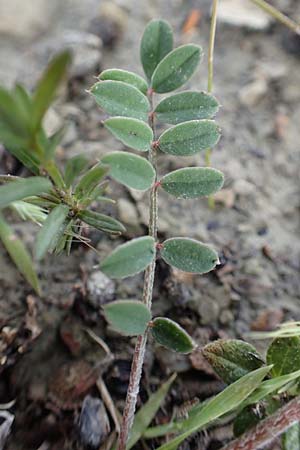 Onobrychis aequidentata \ Gleichzhnige Esparsette, Rhodos Kattavia 1.4.2019