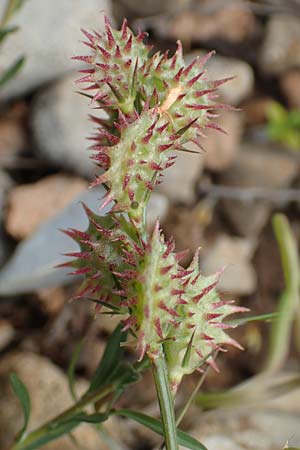 Onobrychis caput-galli \ Hahnenkopf-Esparsette / Cock's-Head Sainfoin, Rhodos Prasonisi 1.4.2019