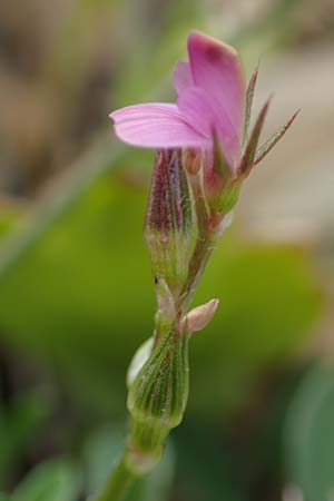 Onobrychis caput-galli \ Hahnenkopf-Esparsette / Cock's-Head Sainfoin, Rhodos Prasonisi 1.4.2019