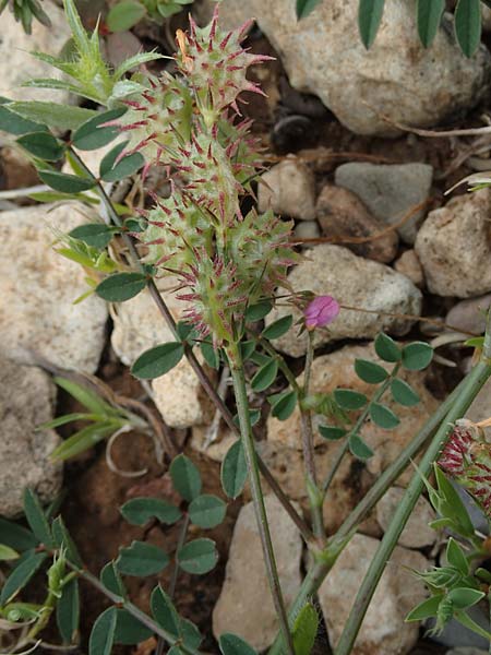 Onobrychis caput-galli / Cock's-Head Sainfoin, Rhodos Prasonisi 1.4.2019