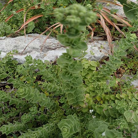 Origanum onites \ Griechischer Majoran, Trkischer Oregano, Rhodos Tsambika 30.3.2019