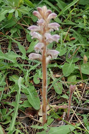 Orobanche pubescens \ Behaarte Sommerwurz / Hairy Broomrape, Rhodos Kallithea Terme 4.4.2019