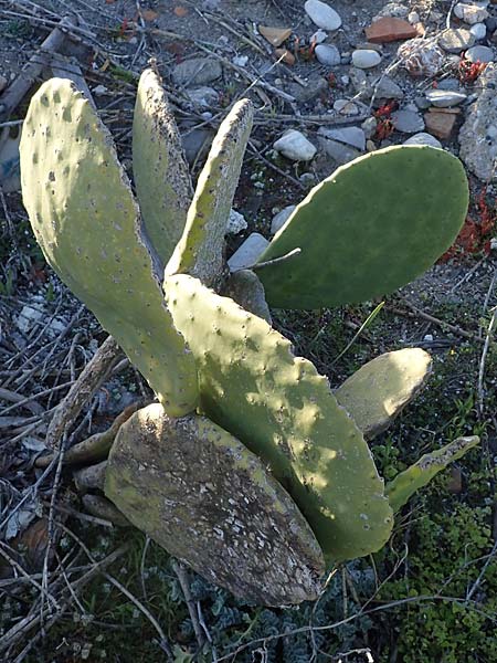 Opuntia ficus-indica \ Echter Feigenkaktus / Prickly Pear, Rhodos Haraki 15.3.2023