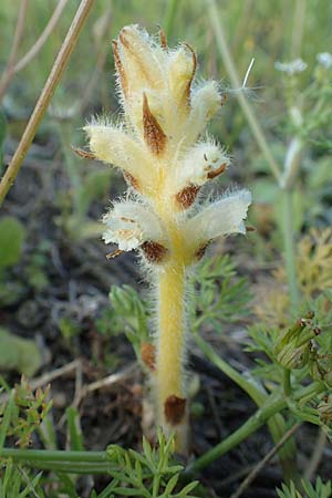 Orobanche pubescens \ Behaarte Sommerwurz, Rhodos Kattavia 26.3.2019