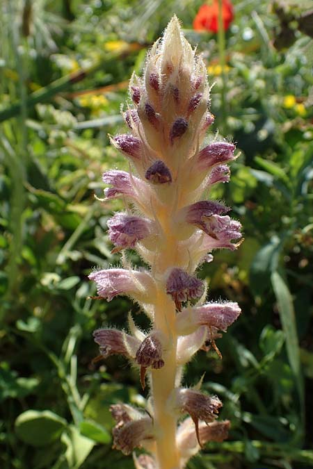 Orobanche pubescens / Hairy Broomrape, Rhodos Lindos 25.3.2023