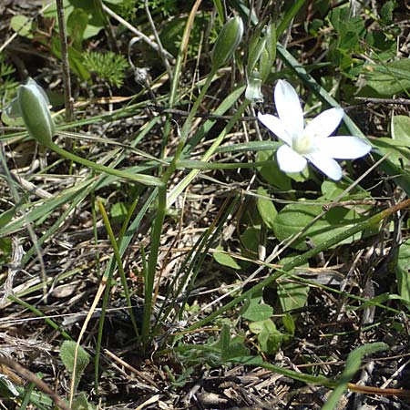 Ornithogalum angustifolium / Narrow-Leaved Star of Bethlehem, Rhodos Laerma 27.3.2023